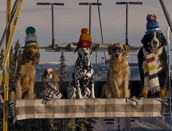 Осознанная покупка и выбор питомца